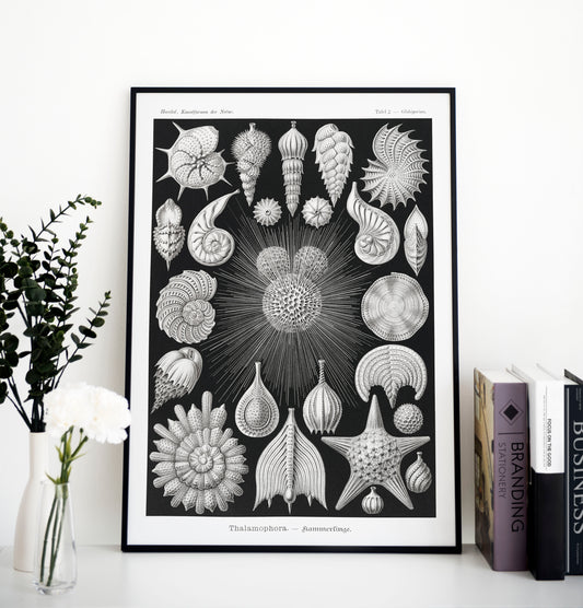 Ernst Haeckel Thalamophora–Kammerlinge | Wall Art | Historical Painting | Printable Wall Art | Home Decor | Famous Art | Classical Artwork |