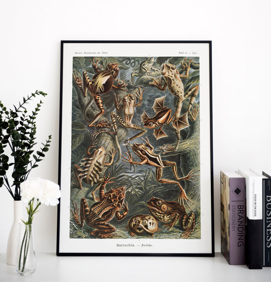 Ernst Haeckel - Batrachia | Wall Art | Historical Painting | Printable Wall Art | Home Decor | Famous Art | Classical Artwork | Frog