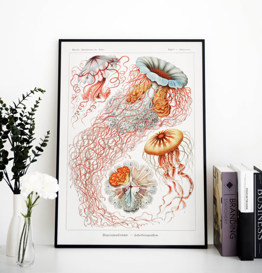 Ernst Haeckel - Discomedusae | Wall Art | Historical Painting | Printable Wall Art | Home Decor | Famous Art | Classical Artwork |