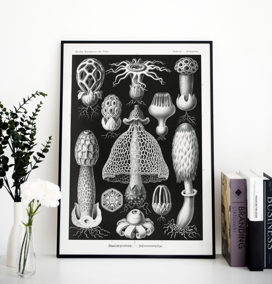 Ernst Haeckel - Schwammpilze | Wall Art | Historical Painting | Printable Wall Art | Home Decor | Famous Art | Classical Artwork