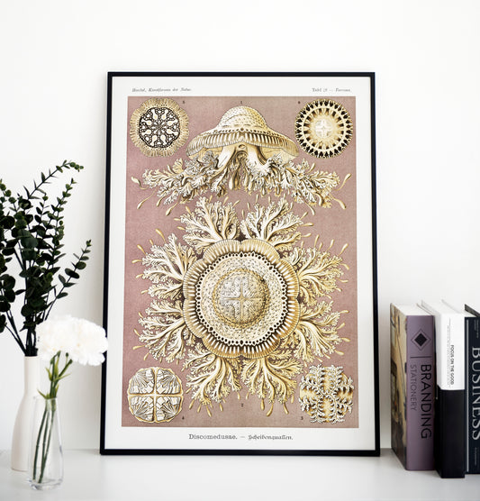 Ernst Haeckel - Discomedusae | Wall Art | Historical Painting | Printable Wall Art | Home Decor | Famous Art | Classical Artwork |