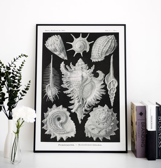 Ernst Haeckel - Prosobranchia | Wall Art | Historical Painting | Printable Wall Art | Home Decor | Famous Art | Classical Artwork |