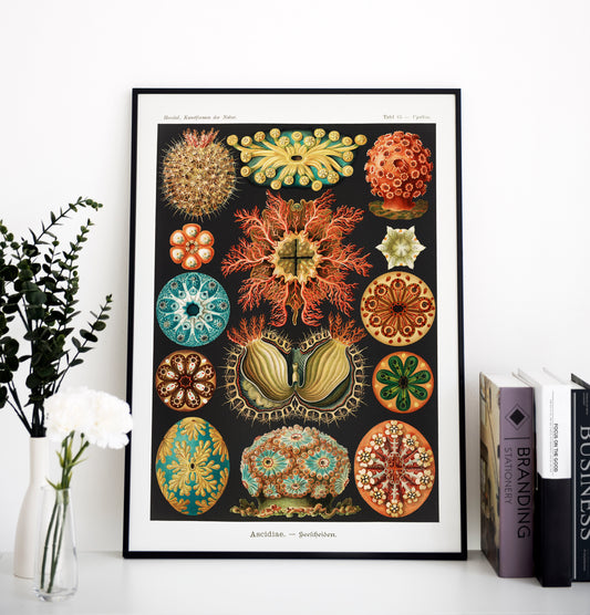 Ernst Haeckel - Ascidiae–Seescheiden | Wall Art | Historical Painting | Printable Wall Art | Home Decor | Famous Art | Classical Artwork |