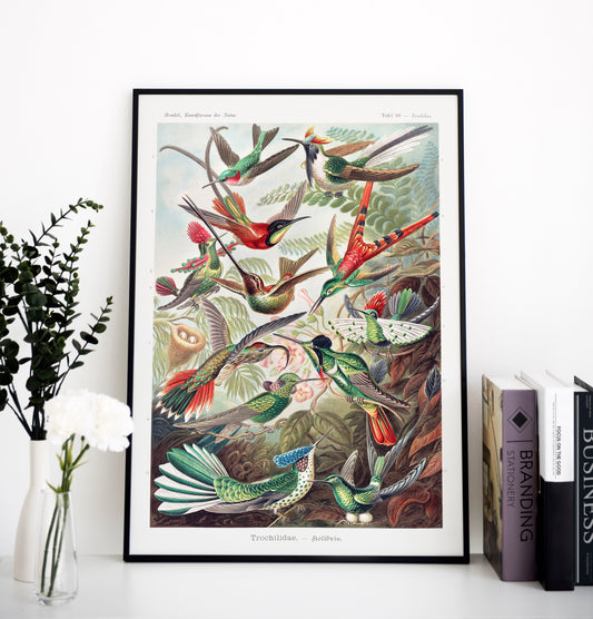 Ernst Haeckel - Trochilidae–Kolibris | Wall Art | Historical Painting | Printable Wall Art | Home Decor | Famous Art | Classical Artwork |