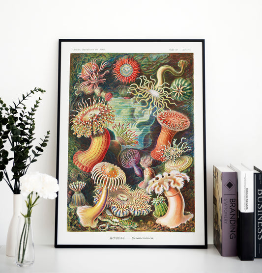 Ernst Haeckel - Actiniae–Seeanemonen | Wall Art | Historical Painting | Printable Wall Art | Home Decor | Famous Art | Classical Artwork |