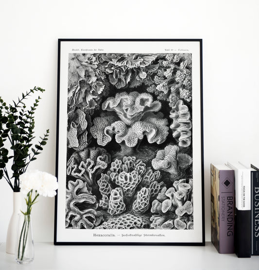 Ernst Haeckel Hexacoralla-Sternkorallen | Wall Art | Historical Painting | Printable Wall Art | Home Decor | Famous Art | Classical Artwork