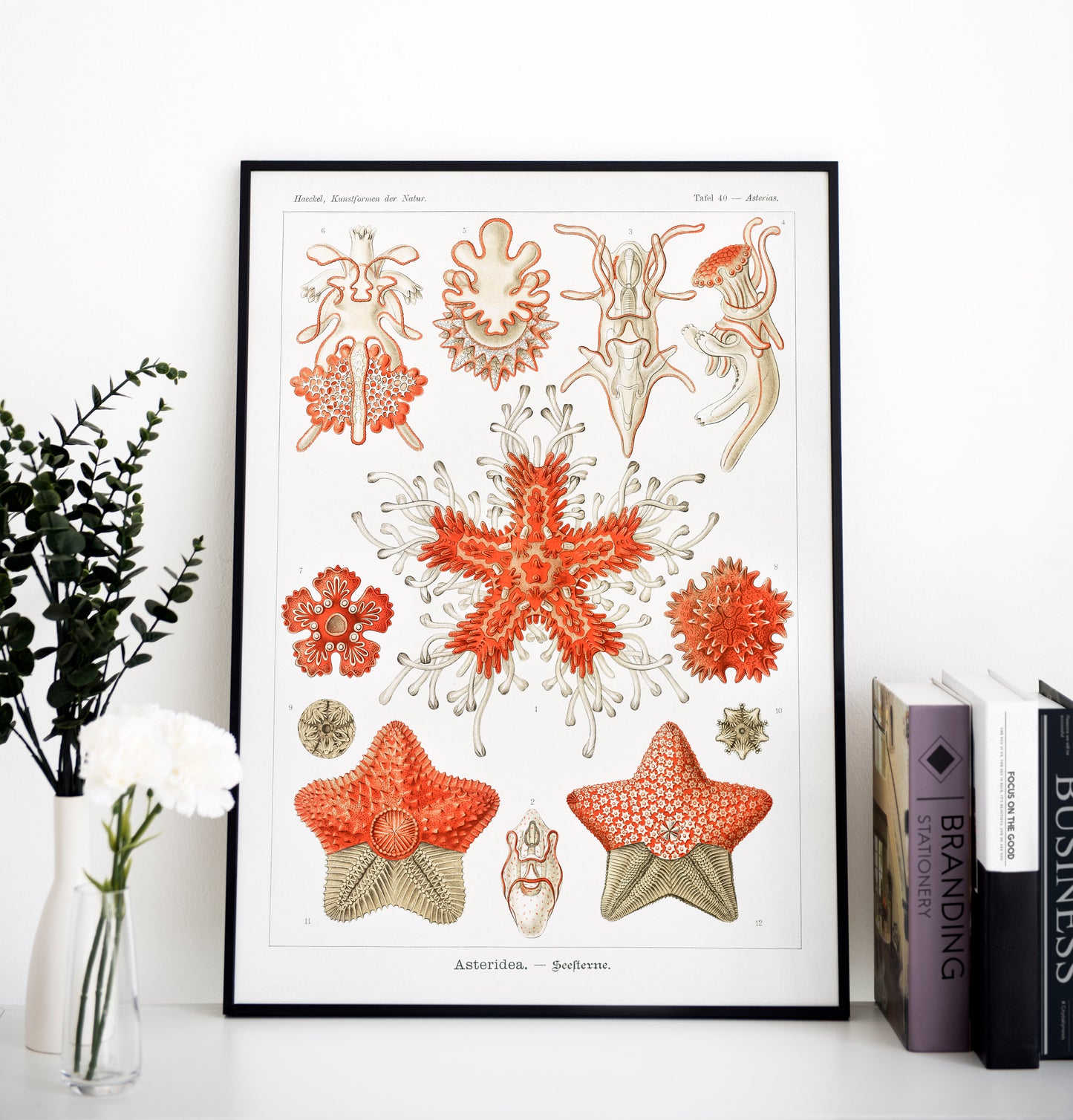 Ernst Haeckel - Asteridea–Seesterne | Wall Art | Historical Painting | Printable Wall Art | Home Decor | Famous Art | Classical Artwork |