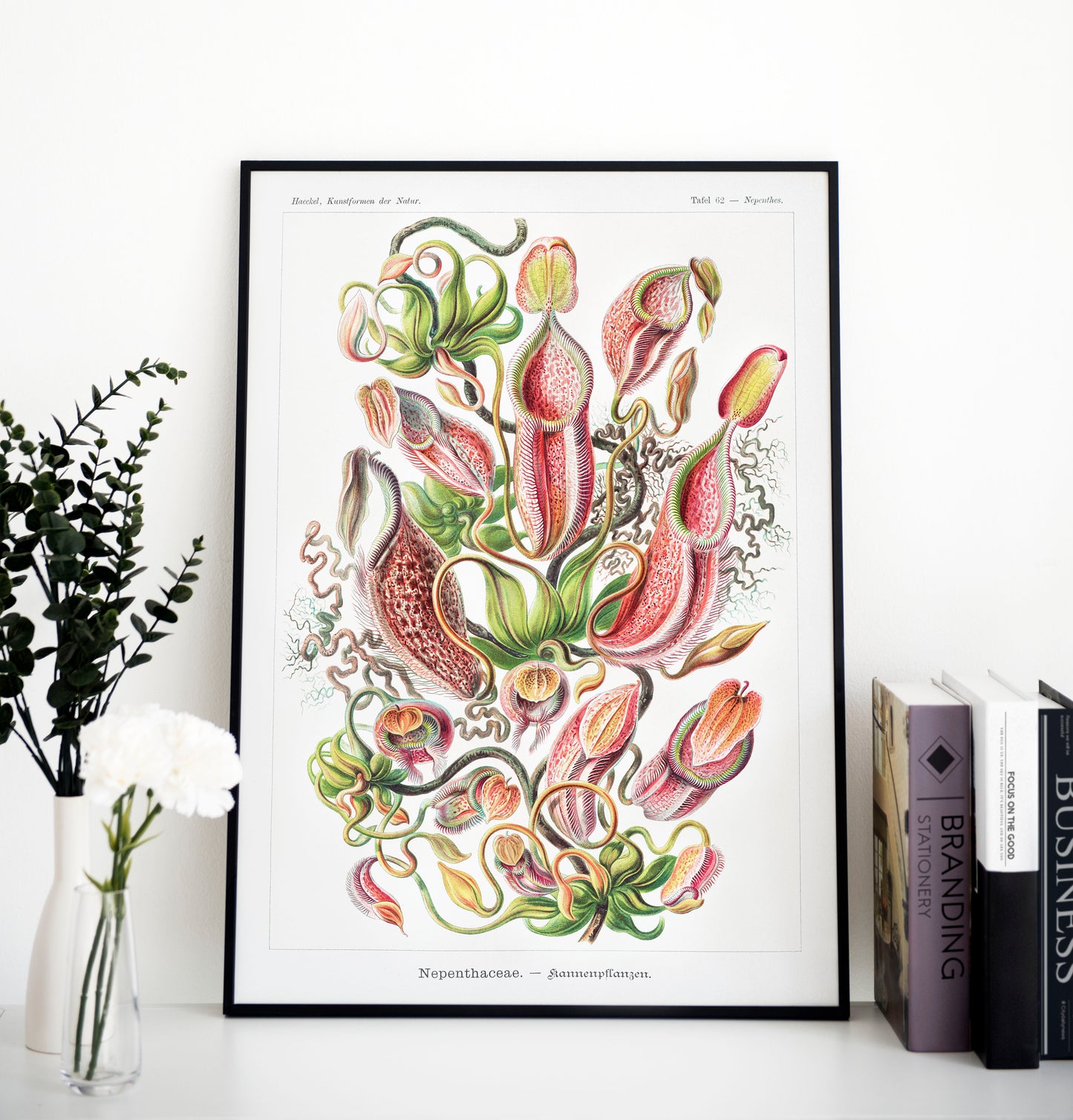 Ernst Haeckel - Nepenthaceae | Wall Art | Historical Painting | Printable Wall Art | Home Decor | Famous Art | Classical Artwork |