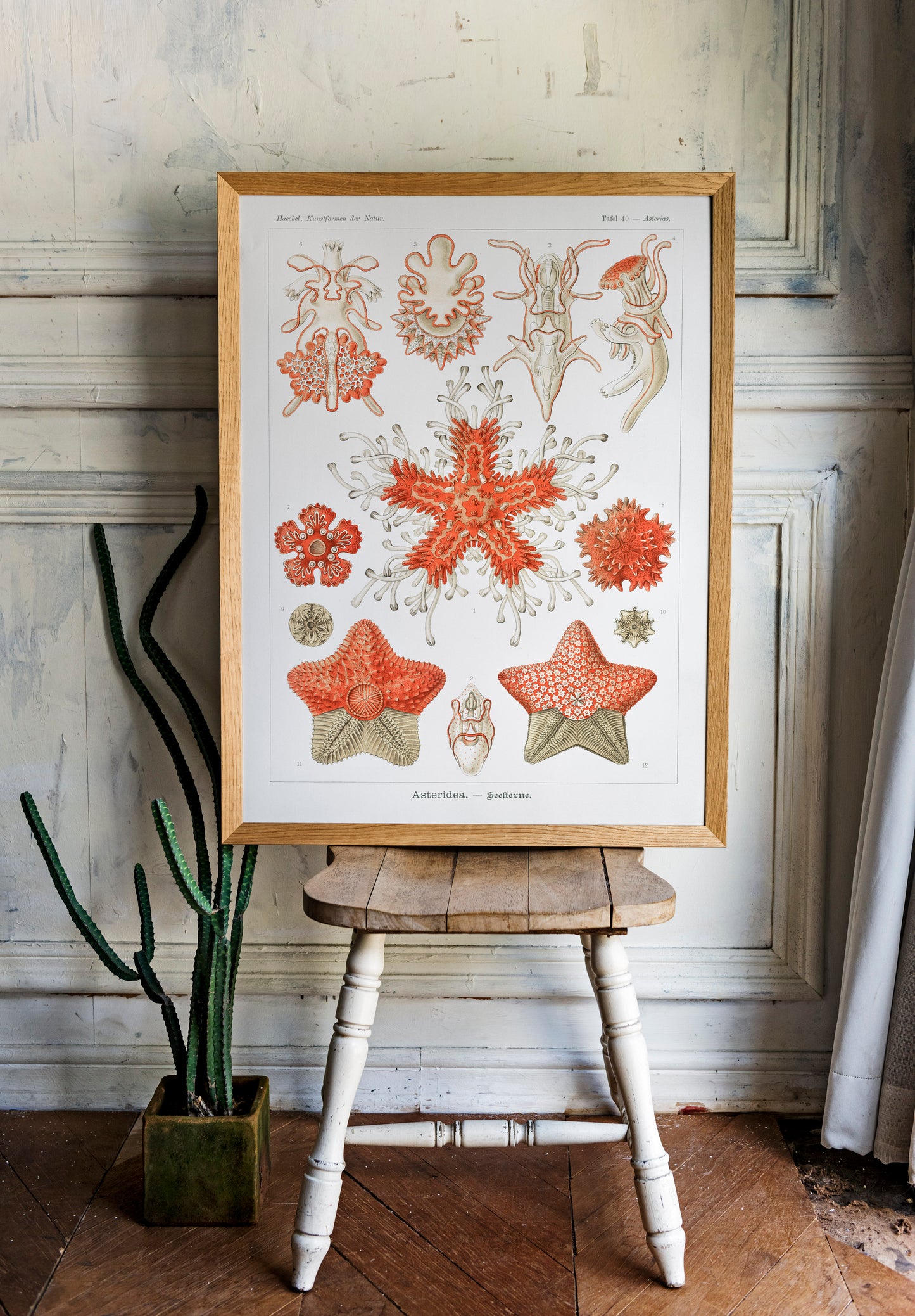 Ernst Haeckel - Asteridea–Seesterne | Wall Art | Historical Painting | Printable Wall Art | Home Decor | Famous Art | Classical Artwork |