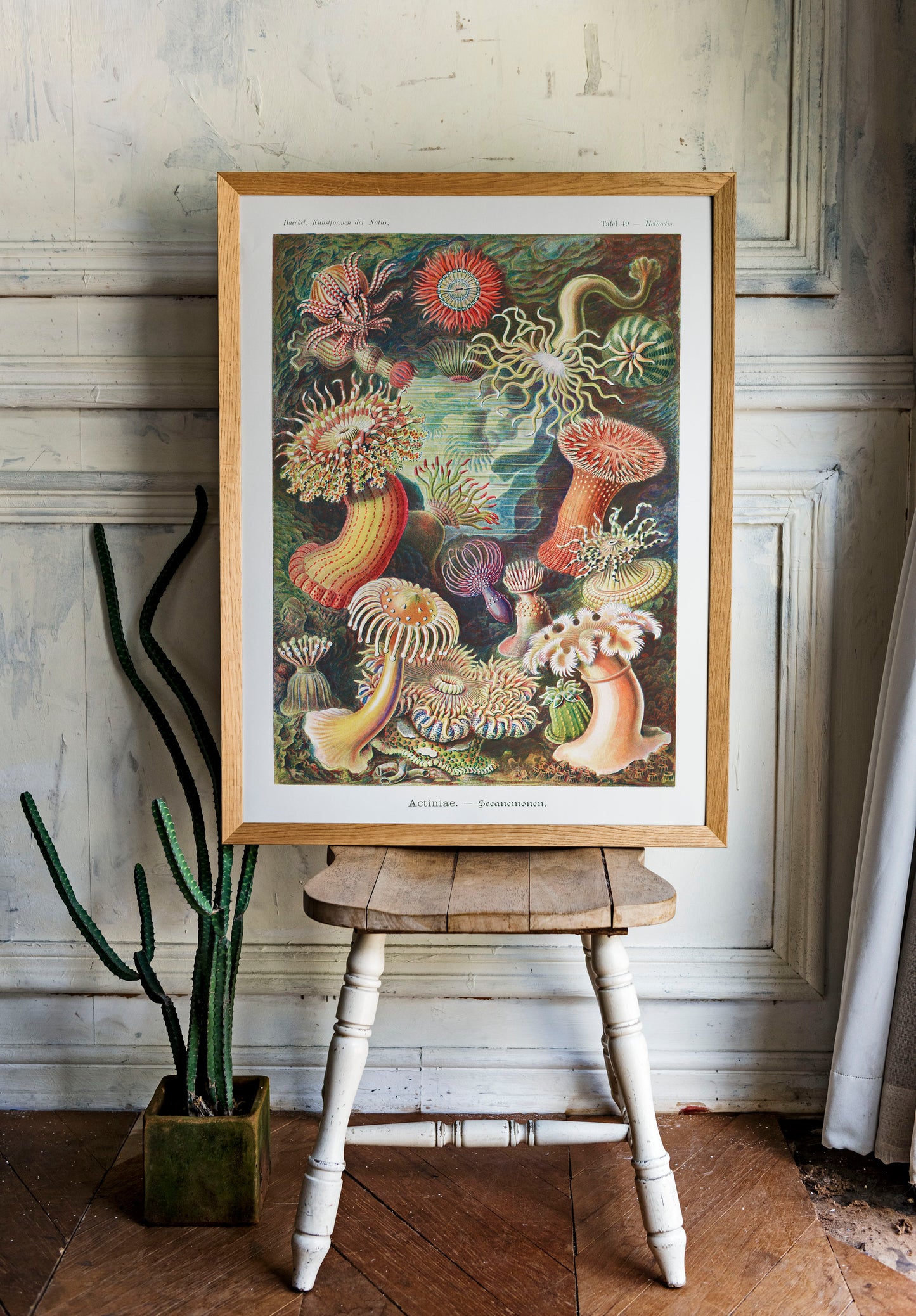 Ernst Haeckel - Actiniae–Seeanemonen | Wall Art | Historical Painting | Printable Wall Art | Home Decor | Famous Art | Classical Artwork |