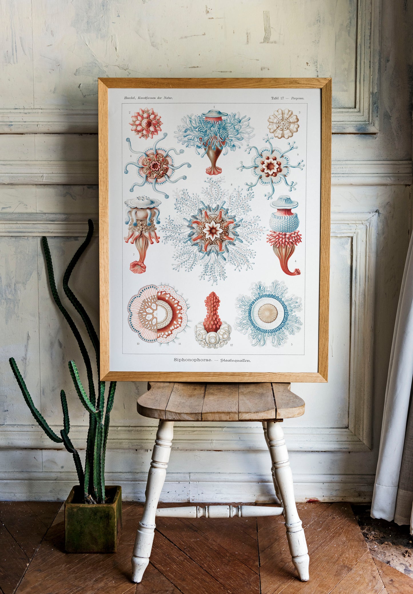 Ernst Haeckel - Siphonophorae | Wall Art | Historical Painting | Printable Wall Art | Home Decor | Famous Art | Classical Artwork |