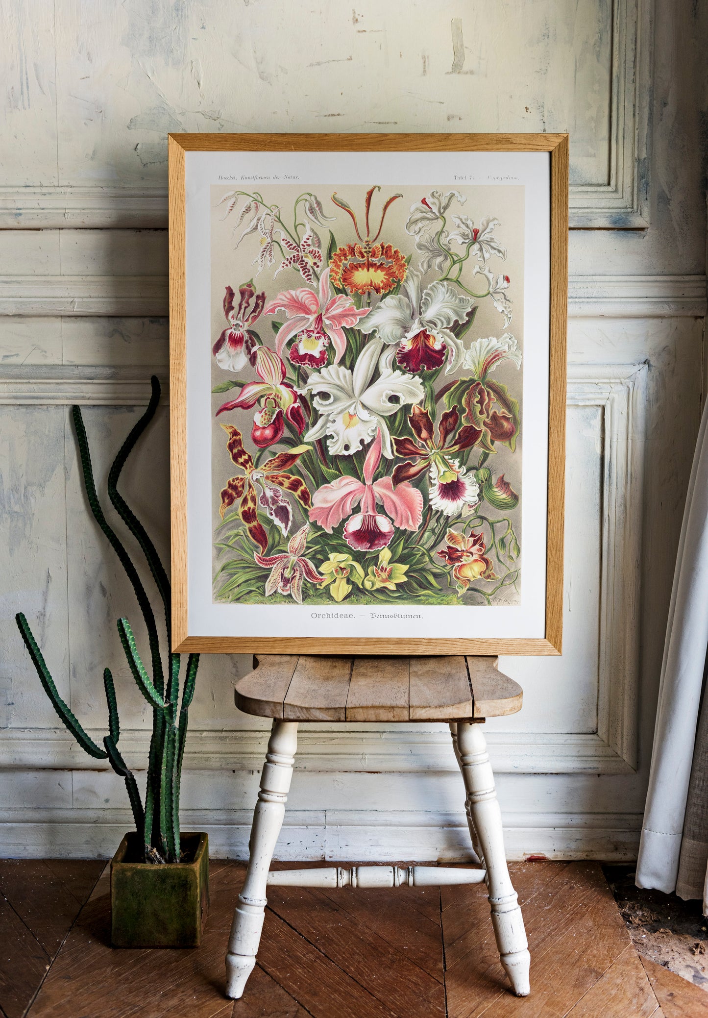 Ernst Haeckel - Orchideae–Denusblumen | Wall Art | Historical Painting | Printable Wall Art | Home Decor | Famous Art | Classical Artwork |