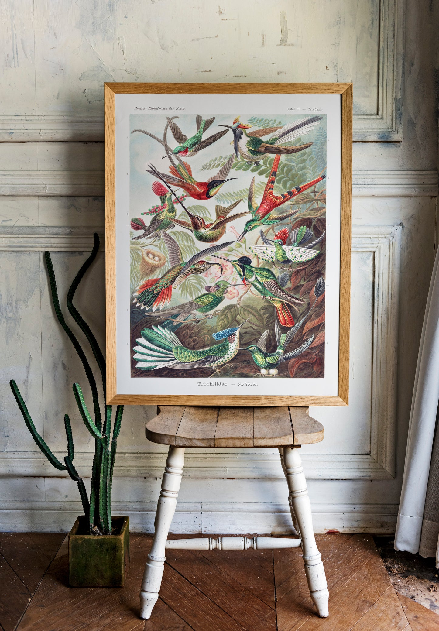 Ernst Haeckel - Trochilidae–Kolibris | Wall Art | Historical Painting | Printable Wall Art | Home Decor | Famous Art | Classical Artwork |