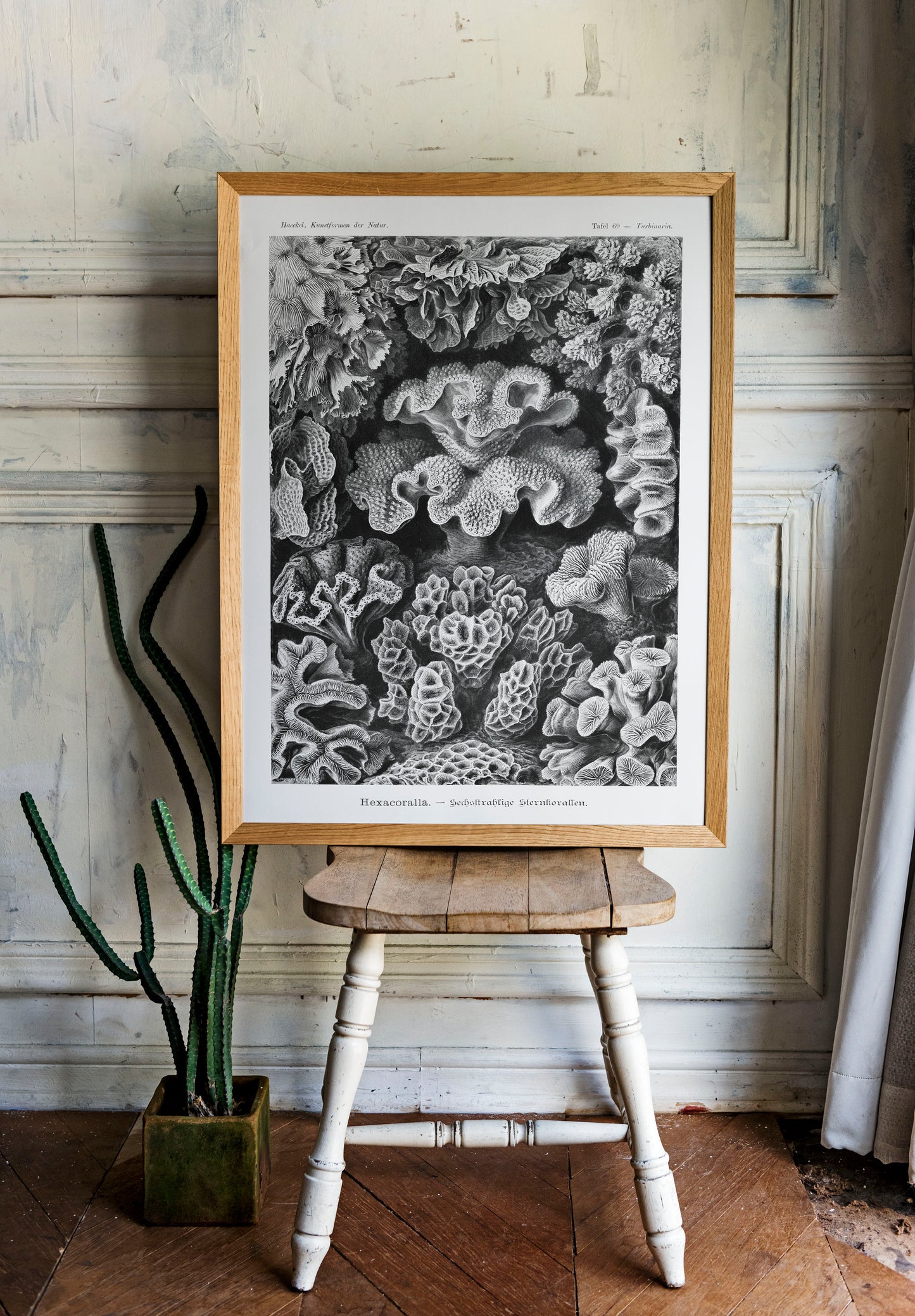 Ernst Haeckel Hexacoralla-Sternkorallen | Wall Art | Historical Painting | Printable Wall Art | Home Decor | Famous Art | Classical Artwork