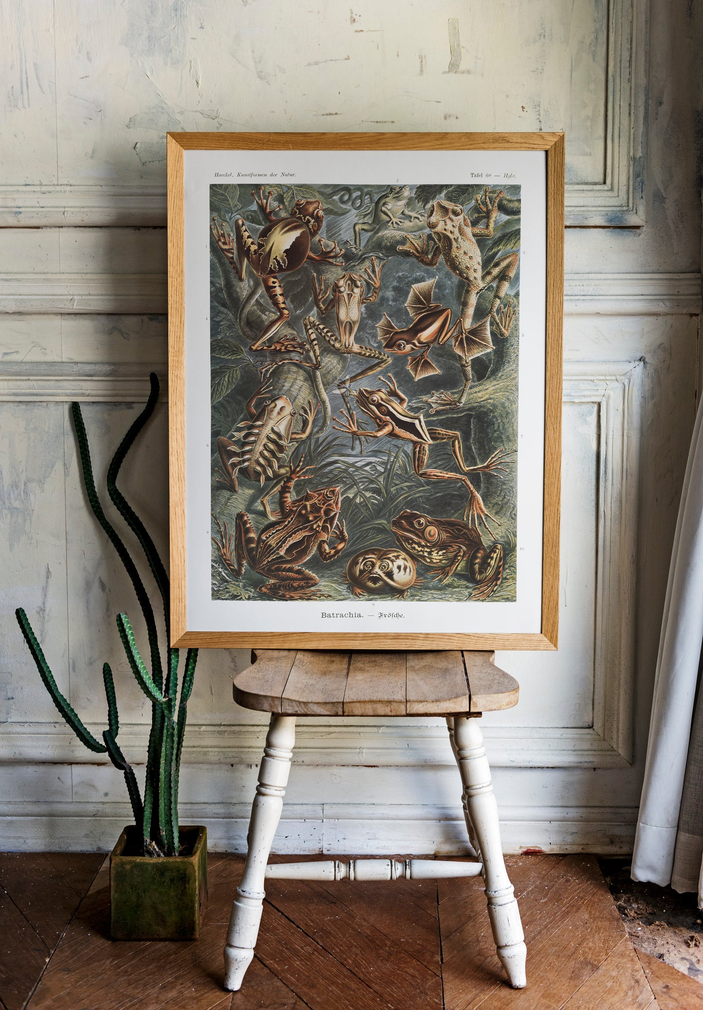 Ernst Haeckel - Batrachia | Wall Art | Historical Painting | Printable Wall Art | Home Decor | Famous Art | Classical Artwork | Frog