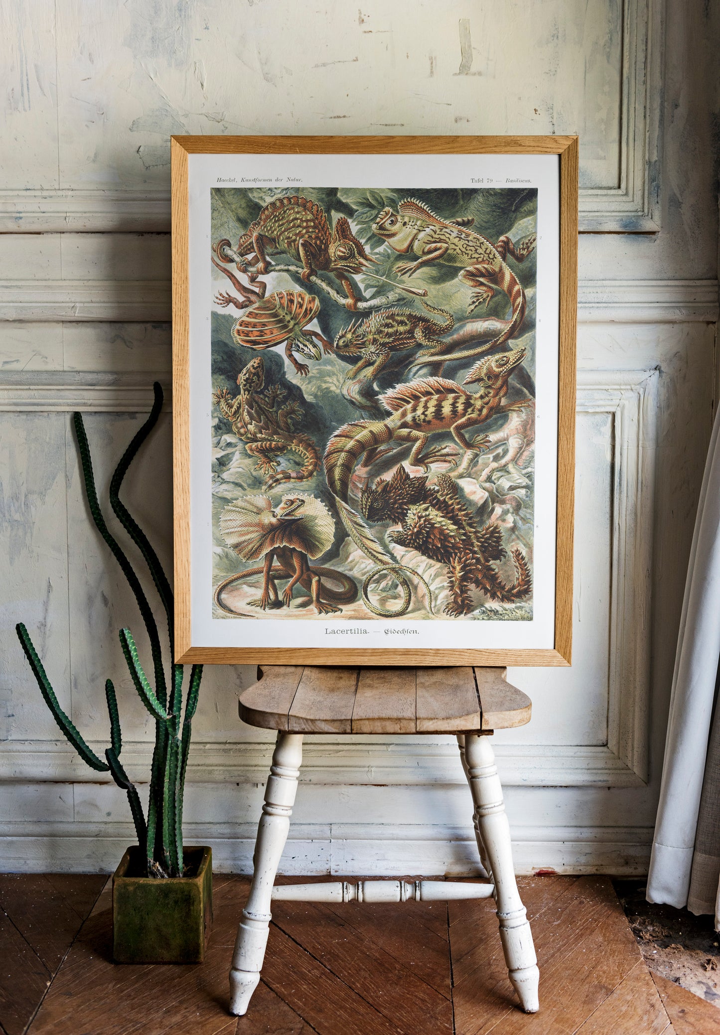 Ernst Haeckel - Lacertilia–Eidechlen | Wall Art | Historical Painting | Printable Wall Art | Home Decor | Famous Art | Classical Artwork |