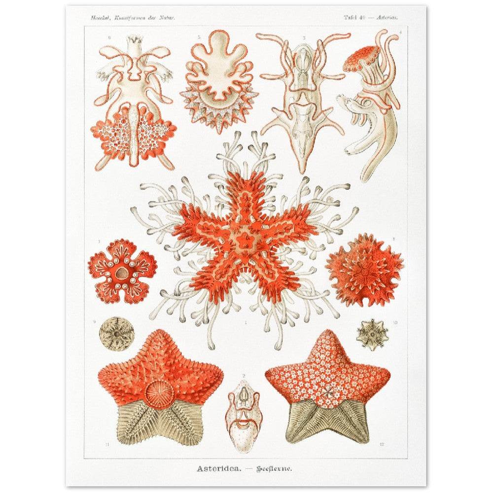 Ernst Haeckel - Asteridea–Seesterne | Wall Art | Historical Painting | Printable Wall Art | Home Decor | Famous Art | Classical Artwork |