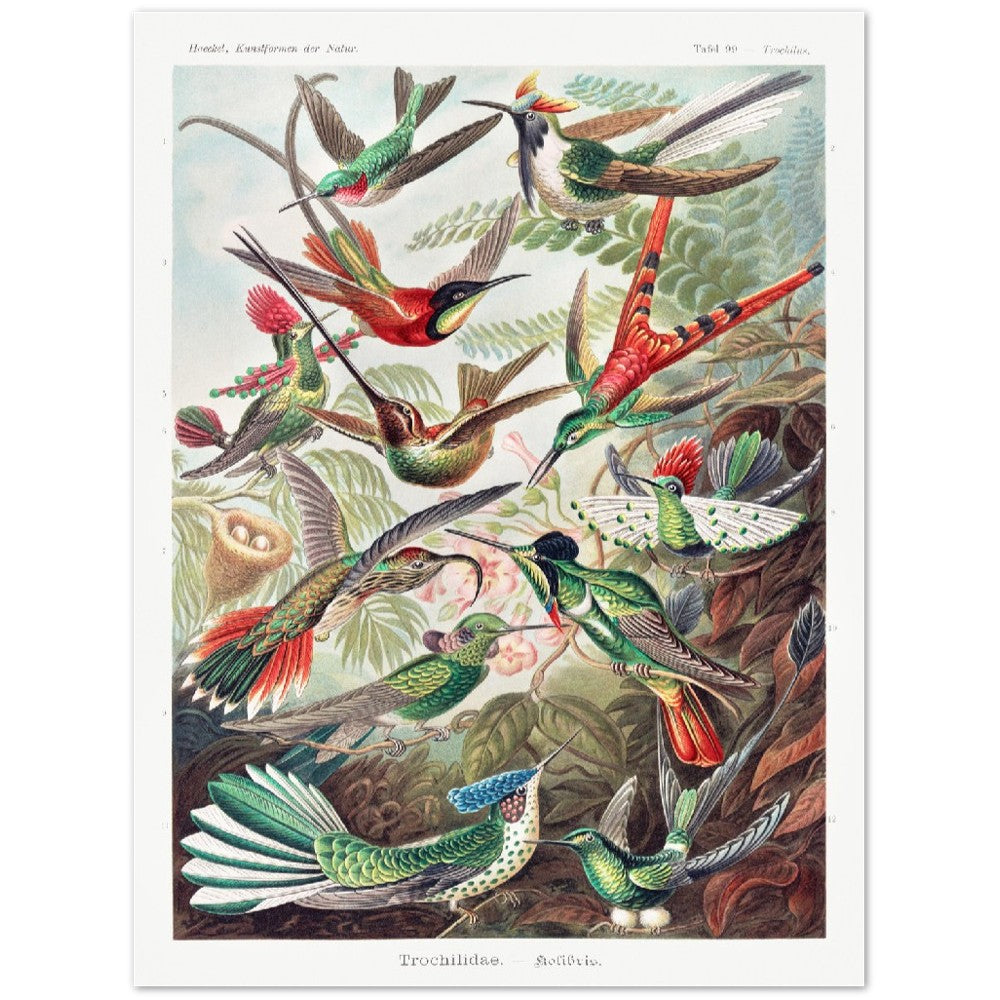 Ernst Haeckel - Trochilidae–Kolibris | Wall Art | Historical Painting | Printable Wall Art | Home Decor | Famous Art | Classical Artwork |