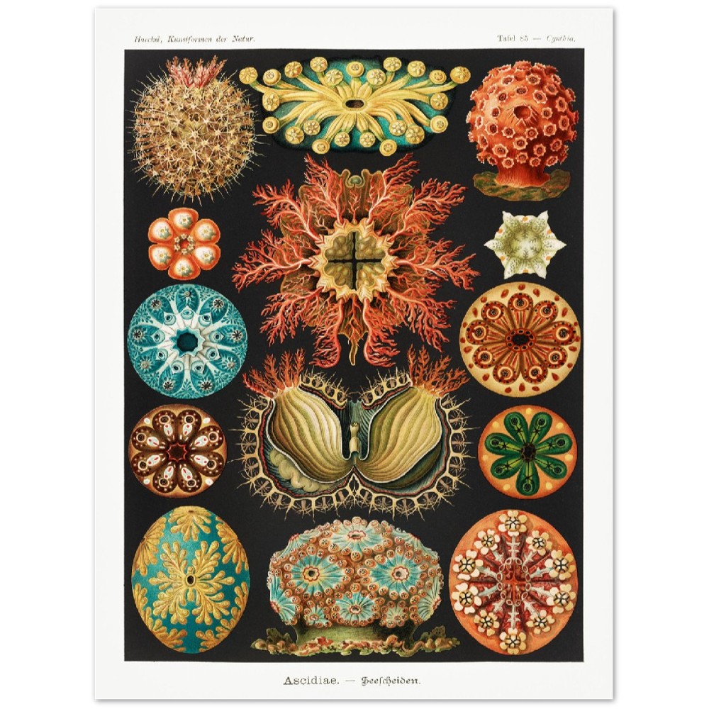 Ernst Haeckel - Ascidiae–Seescheiden | Wall Art | Historical Painting | Printable Wall Art | Home Decor | Famous Art | Classical Artwork |