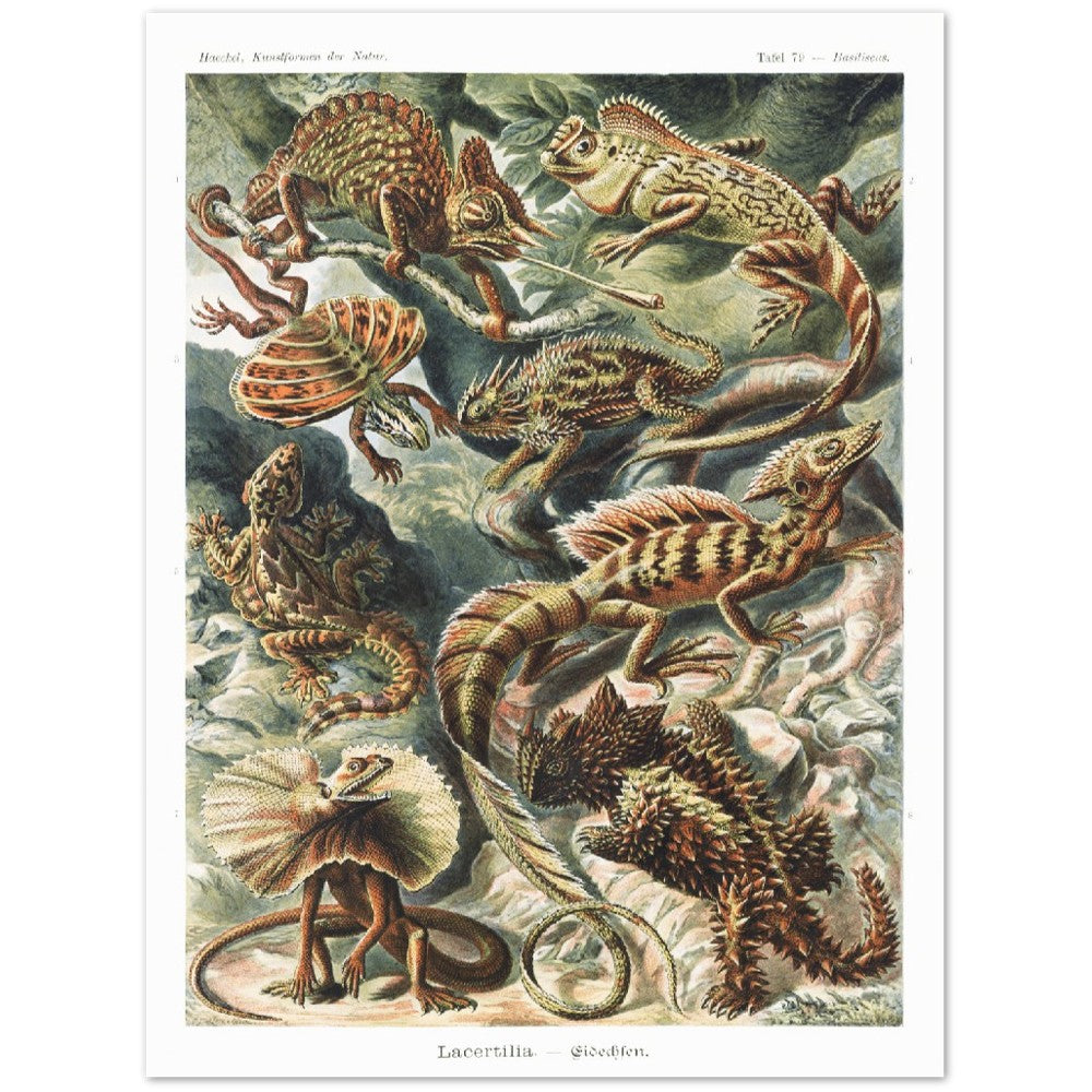 Ernst Haeckel - Lacertilia–Eidechlen | Wall Art | Historical Painting | Printable Wall Art | Home Decor | Famous Art | Classical Artwork |