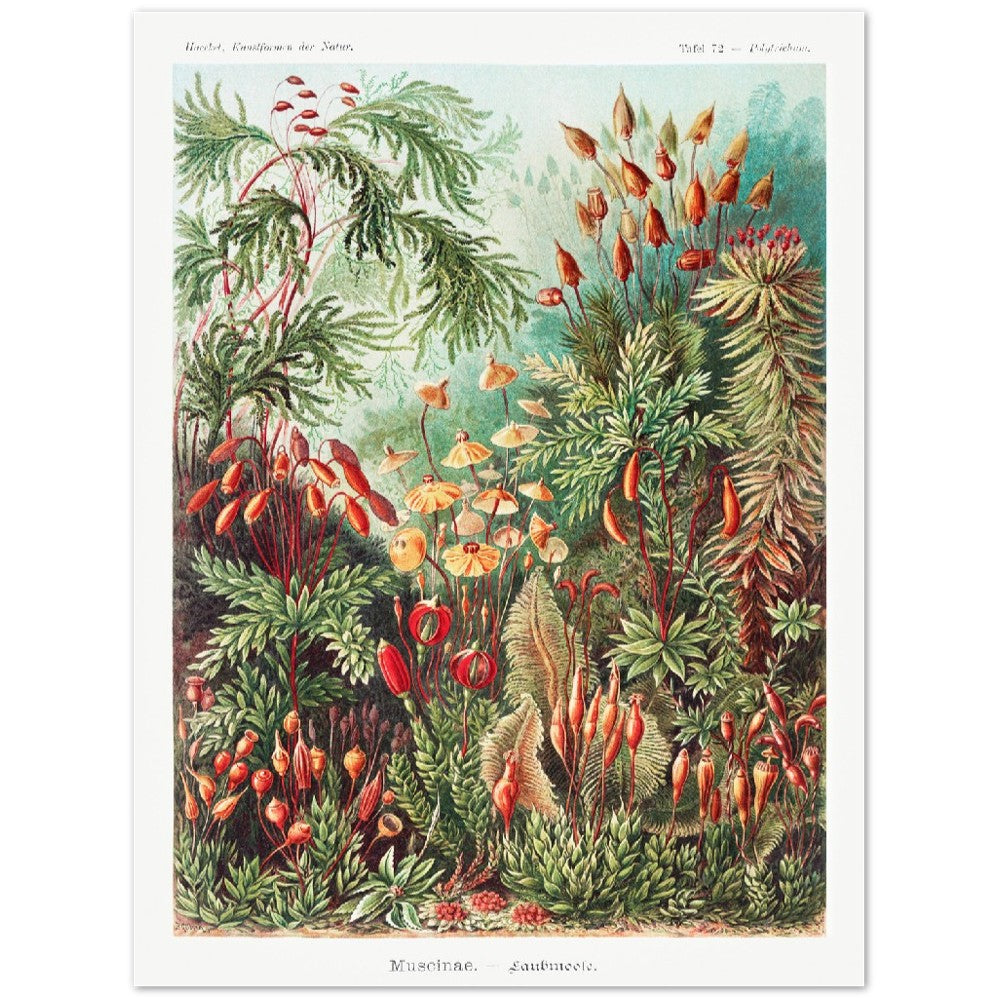 Ernst Haeckel - Muscinae–Laubmoose | Wall Art | Historical Painting | Printable Wall Art | Home Decor | Famous Art | Classical Artwork |