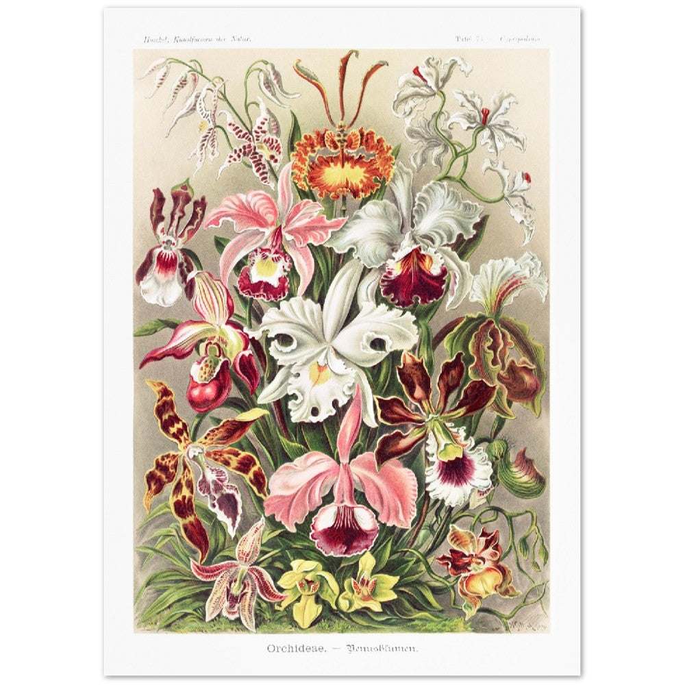 Ernst Haeckel - Orchideae–Denusblumen | Wall Art | Historical Painting | Printable Wall Art | Home Decor | Famous Art | Classical Artwork |