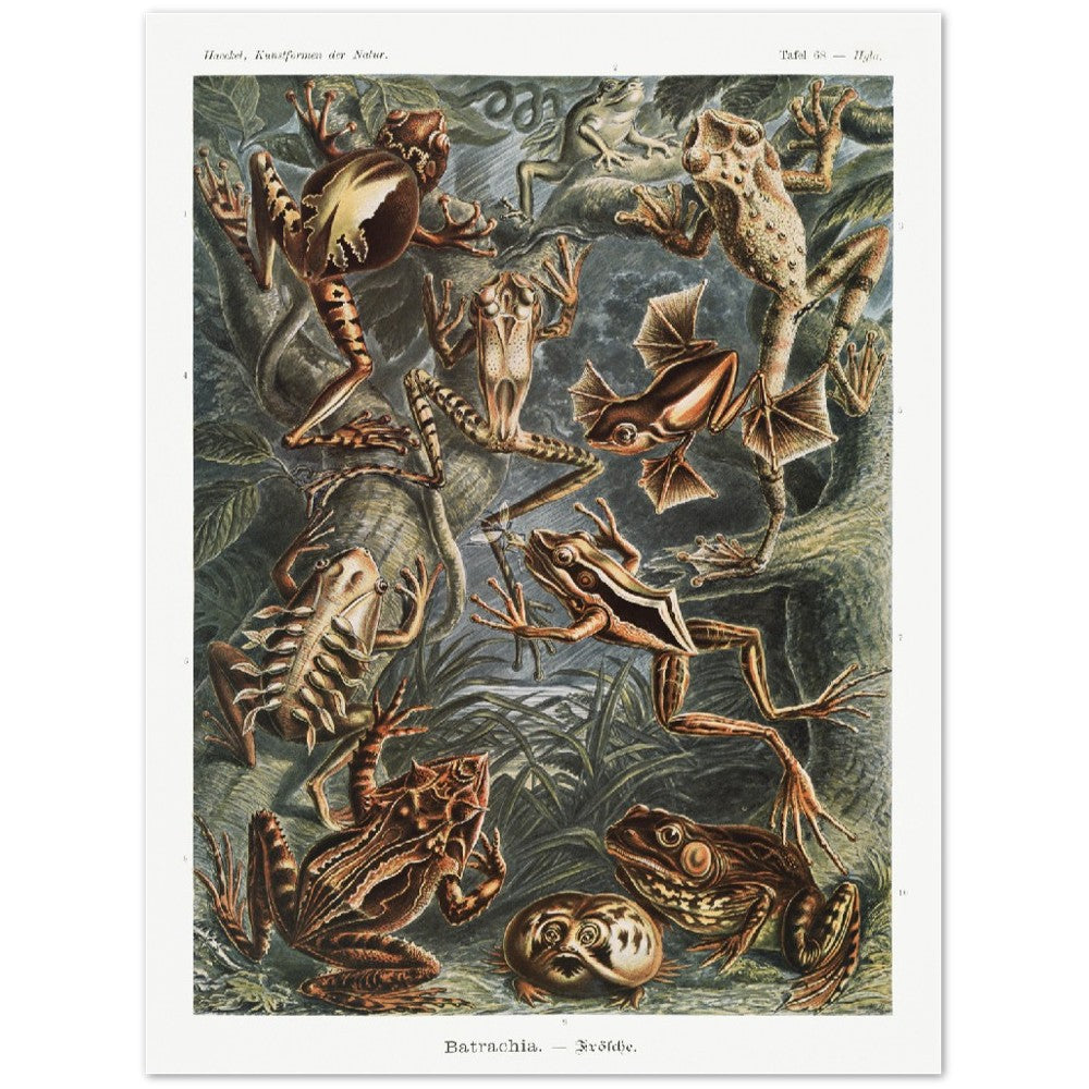 Ernst Haeckel - Batrachia | Wall Art | Historical Painting | Printable Wall Art | Home Decor | Famous Art | Classical Artwork | Frog