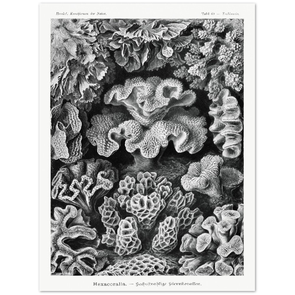 Ernst Haeckel Hexacoralla-Sternkorallen | Wall Art | Historical Painting | Printable Wall Art | Home Decor | Famous Art | Classical Artwork