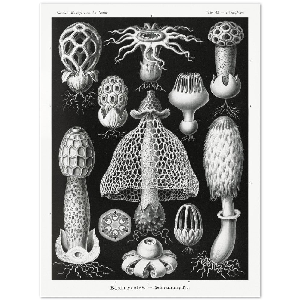 Ernst Haeckel - Schwammpilze | Wall Art | Historical Painting | Printable Wall Art | Home Decor | Famous Art | Classical Artwork