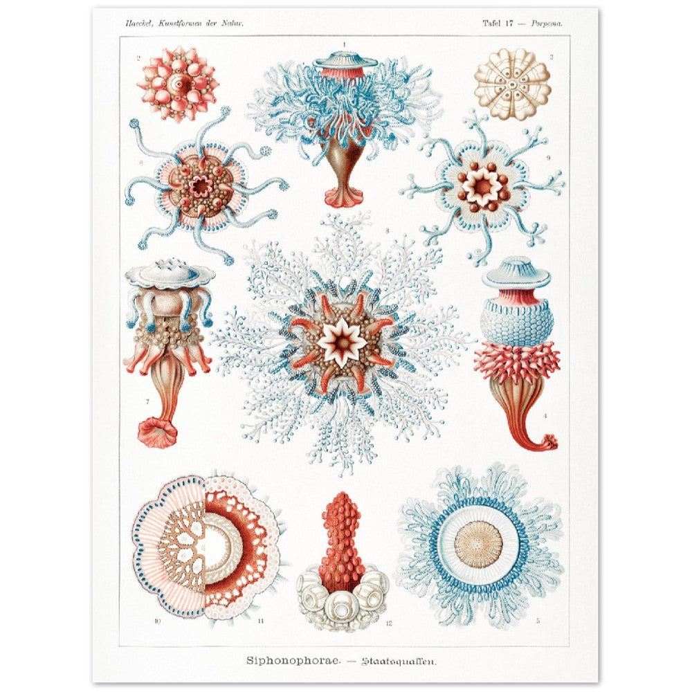 Ernst Haeckel - Siphonophorae | Wall Art | Historical Painting | Printable Wall Art | Home Decor | Famous Art | Classical Artwork |