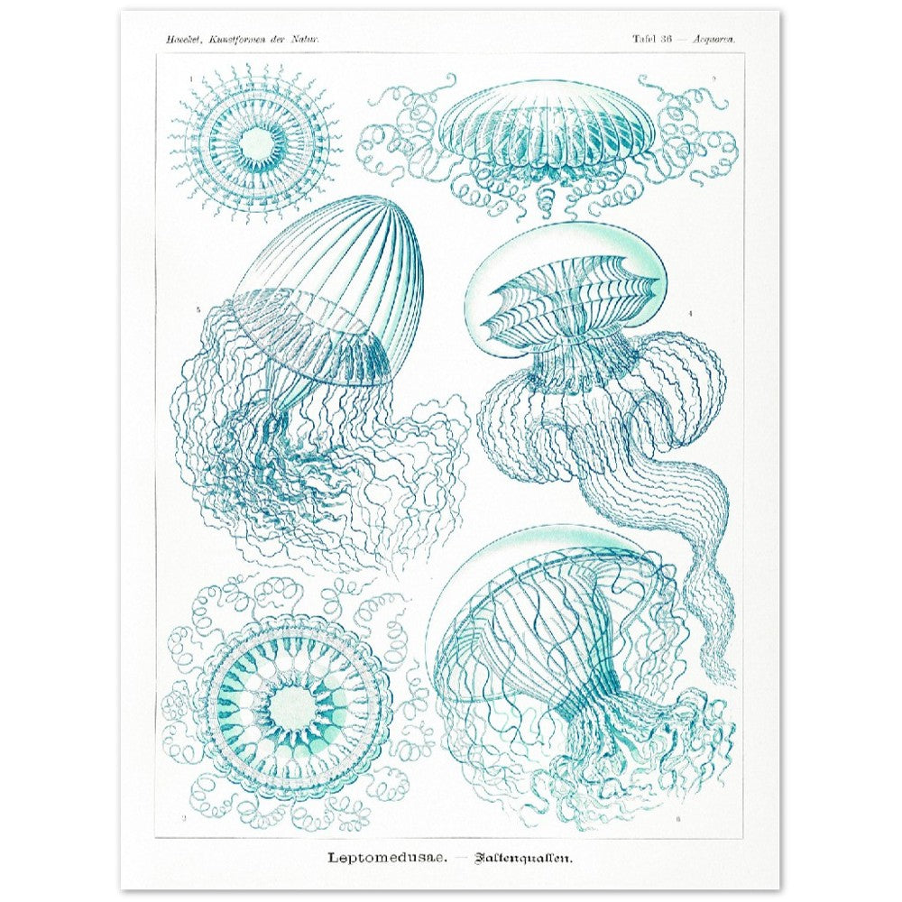 Ernst Haeckel - Leptomedusae | Wall Art | Historical Painting | Printable Wall Art | Home Decor | Famous Art | Classical Artwork |