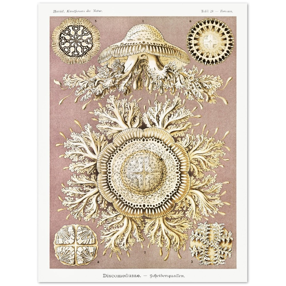 Ernst Haeckel - Discomedusae | Wall Art | Historical Painting | Printable Wall Art | Home Decor | Famous Art | Classical Artwork |